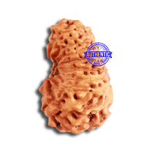 Load image into Gallery viewer, 17 Mukhi Rudraksha from Indonesia - Bead No. 156