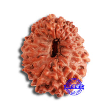 Load image into Gallery viewer, 17 Mukhi Rudraksha from Indonesia - Bead No. 169