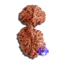 Load image into Gallery viewer, 17 Mukhi Gaurishankar Rudraksha from Indonesia - Bead No. 161