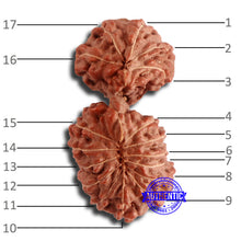 Load image into Gallery viewer, 17 Mukhi Gaurishankar Rudraksha from Indonesia - Bead No. 161