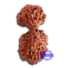 Load image into Gallery viewer, 17 Mukhi Gaurishankar Rudraksha from Indonesia - Bead No. 161