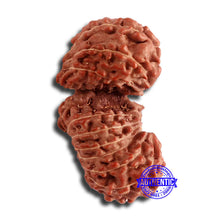 Load image into Gallery viewer, 17 Mukhi Gaurishankar Rudraksha from Indonesia - Bead No. 161