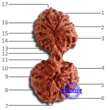 Load image into Gallery viewer, 17 Mukhi Gaurishankar Rudraksha from Indonesia - Bead No. 162