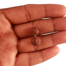 Load image into Gallery viewer, 17 Mukhi Gaurishankar Rudraksha from Indonesia - Bead No. 162