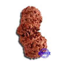 Load image into Gallery viewer, 17 Mukhi Gaurishankar Rudraksha from Indonesia - Bead No. 162