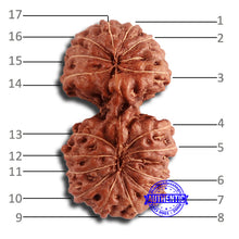 Load image into Gallery viewer, 17 Mukhi Gaurishankar Rudraksha from Indonesia - Bead No. 163