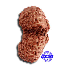Load image into Gallery viewer, 17 Mukhi Gaurishankar Rudraksha from Indonesia - Bead No. 163