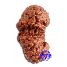 Load image into Gallery viewer, 17 Mukhi Gaurishankar Rudraksha from Indonesia - Bead No. 163
