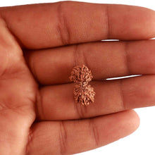 Load image into Gallery viewer, 17 Mukhi Gaurishankar Rudraksha from Indonesia - Bead No. 164