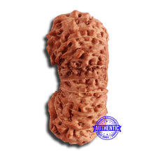 Load image into Gallery viewer, 17 Mukhi Gaurishankar Rudraksha from Indonesia - Bead No. 164