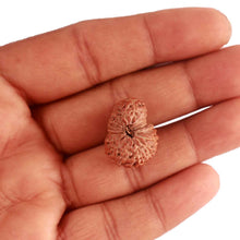 Load image into Gallery viewer, 17 Mukhi Rudraksha from Indonesia - Bead No. 165