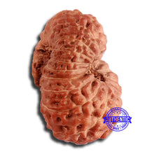 Load image into Gallery viewer, 17 Mukhi Rudraksha from Indonesia - Bead No. 165
