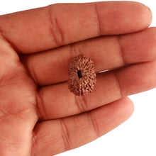 Load image into Gallery viewer, 17 Mukhi Rudraksha from Indonesia - Bead No. 166