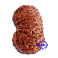 Load image into Gallery viewer, 17 Mukhi Rudraksha from Indonesia - Bead No. 166
