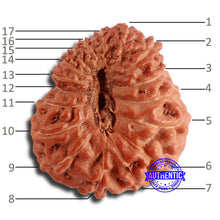 Load image into Gallery viewer, 17 Mukhi Rudraksha from Indonesia - Bead No. 167