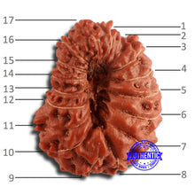 Load image into Gallery viewer, 17 Mukhi Rudraksha from Indonesia - Bead No. 168