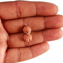 Load image into Gallery viewer, 17 Mukhi Gaurishankar Rudraksha from Indonesia - Bead No. 170