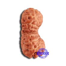 Load image into Gallery viewer, 17 Mukhi Gaurishankar Rudraksha from Indonesia - Bead No. 170