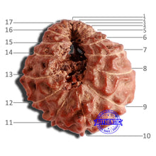 Load image into Gallery viewer, 17 Mukhi Rudraksha from Indonesia - Bead No. 173