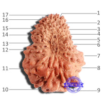 Load image into Gallery viewer, 17 Mukhi Rudraksha from Indonesia - Bead No. 176