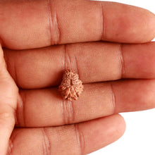Load image into Gallery viewer, 17 Mukhi Rudraksha from Indonesia - Bead No. 176