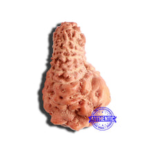 Load image into Gallery viewer, 17 Mukhi Rudraksha from Indonesia - Bead No. 176