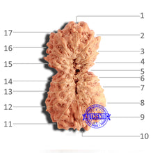Load image into Gallery viewer, 17 Mukhi Rudraksha from Indonesia - Bead No. 178