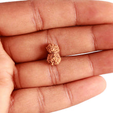 Load image into Gallery viewer, 17 Mukhi Rudraksha from Indonesia - Bead No. 178