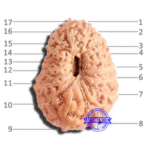 Load image into Gallery viewer, 17 Mukhi Rudraksha from Indonesia - Bead No. 181