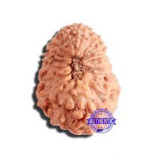 Load image into Gallery viewer, 17 Mukhi Rudraksha from Indonesia - Bead No. 181