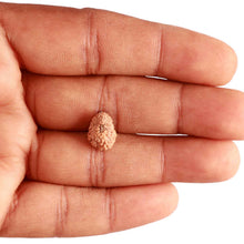 Load image into Gallery viewer, 17 Mukhi Rudraksha from Indonesia - Bead No. 181
