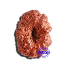 Load image into Gallery viewer, 17 Mukhi Rudraksha from Indonesia - Bead No. 182