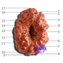 Load image into Gallery viewer, 17 Mukhi Rudraksha from Indonesia - Bead No. 182