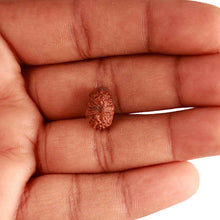 Load image into Gallery viewer, 17 Mukhi Rudraksha from Indonesia - Bead No. 182