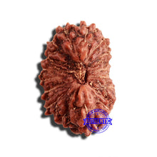 Load image into Gallery viewer, 17 Mukhi Rudraksha from Indonesia - Bead No. 185