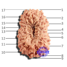 Load image into Gallery viewer, 17 Mukhi Rudraksha from Indonesia - Bead No. 187