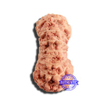 Load image into Gallery viewer, 17 Mukhi Rudraksha from Indonesia - Bead No. 187