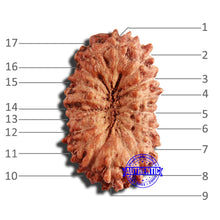 Load image into Gallery viewer, 17 Mukhi Rudraksha from Indonesia - Bead No. 192