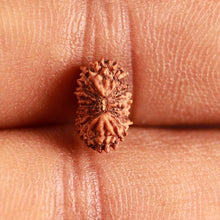 Load image into Gallery viewer, 17 Mukhi Rudraksha from Indonesia - Bead No. 192