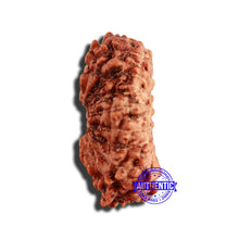 Load image into Gallery viewer, 17 Mukhi Rudraksha from Indonesia - Bead No. 192