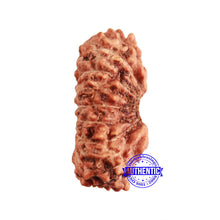 Load image into Gallery viewer, 17 Mukhi Rudraksha from Indonesia - Bead No. 192