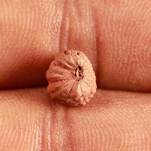Load image into Gallery viewer, 17 Mukhi Rudraksha from Indonesia - Bead No. 194
