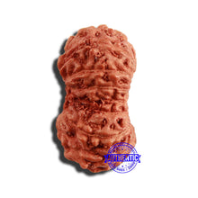 Load image into Gallery viewer, 17 Mukhi Rudraksha from Indonesia - Bead No. 198