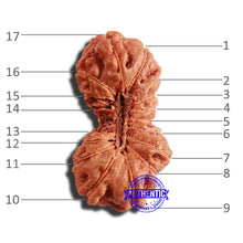 Load image into Gallery viewer, 17 Mukhi Rudraksha from Indonesia - Bead No. 199