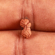 Load image into Gallery viewer, 17 Mukhi Rudraksha from Indonesia - Bead No. 199