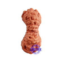 Load image into Gallery viewer, 17 Mukhi Rudraksha from Indonesia - Bead No. 199