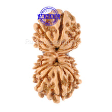 Load image into Gallery viewer, 17 Mukhi Nepalese Gaurishankar Rudraksha - Bead No. 23