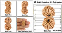 Load image into Gallery viewer, 17 Mukhi Nepalese Gaurishankar Rudraksha - Bead No. 23