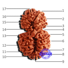 Load image into Gallery viewer, 17 Mukhi Nepalese Gaurishankar Rudraksha - Bead No. 64