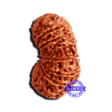 Load image into Gallery viewer, 17 Mukhi Nepalese Gaurishankar Rudraksha - Bead No. 64